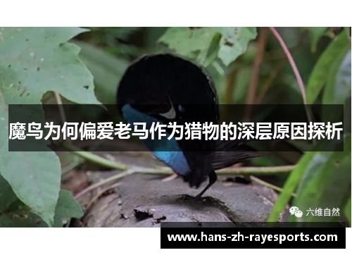 魔鸟为何偏爱老马作为猎物的深层原因探析 魔鸟为何偏爱老马作为猎物的深层原因探析